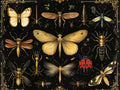 N. 01 – Entomologico Vintage, rettangolare 4:3