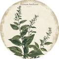 Basilico – Aromatiche e Verdure, tondo