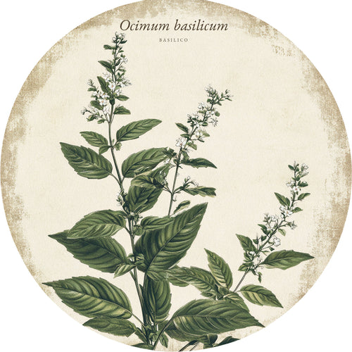 Basilico – Aromatiche e Verdure, tondo