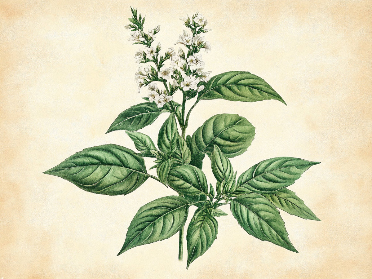 Basilico – Aromatiche e Verdure, rettangolare 4:3