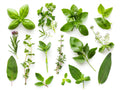 Erbe – Aromatiche e Verdure, rettangolare 4:3