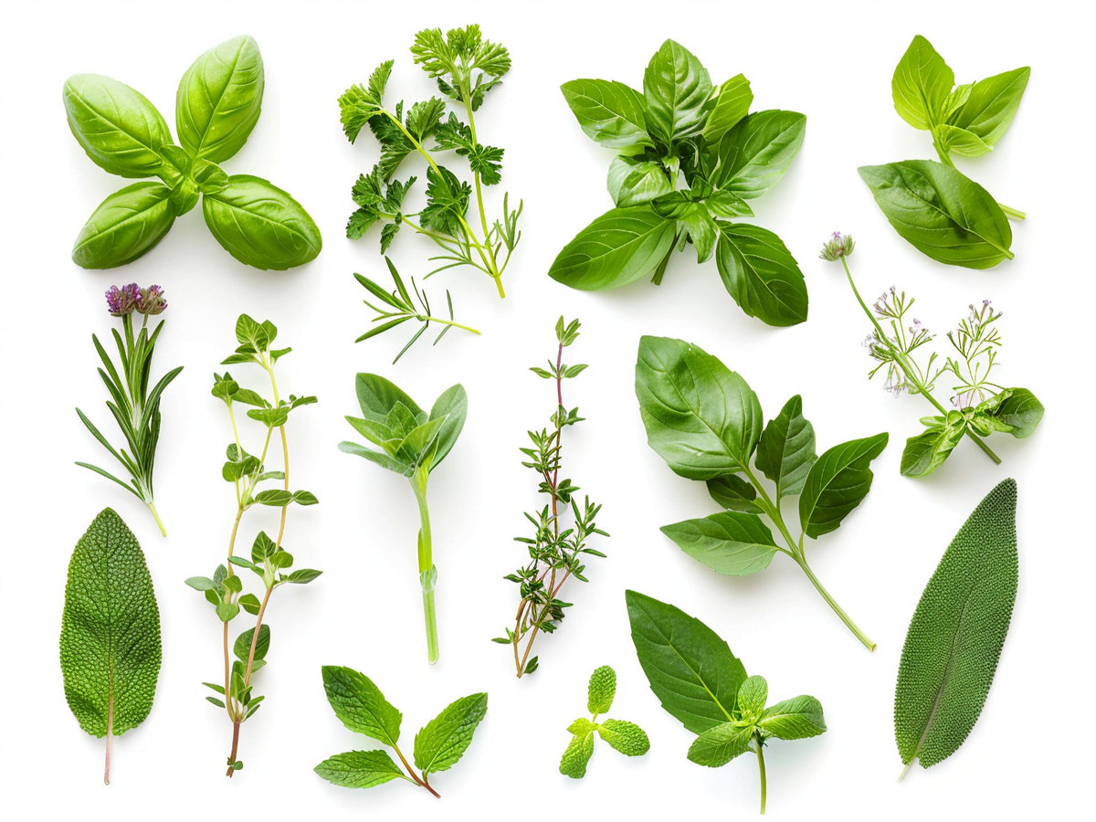 Erbe – Aromatiche e Verdure, rettangolare 4:3