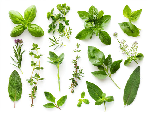Erbe – Aromatiche e Verdure, rettangolare 4:3