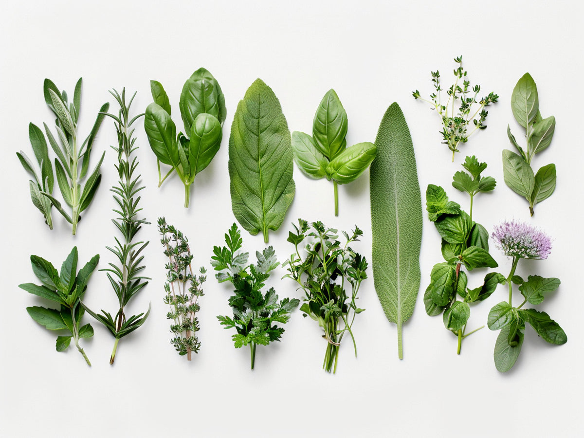 Erbe 2 – Aromatiche e Verdure, rettangolare 4:3