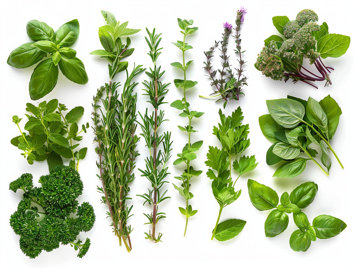 Erbe 3 – Aromatiche e Verdure, rettangolare 4:3