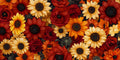 Girasoli tulipani – Fiori, rettangolare 2:1