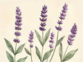 Lavanda – Aromatiche e Verdure, rettangolare 4:3