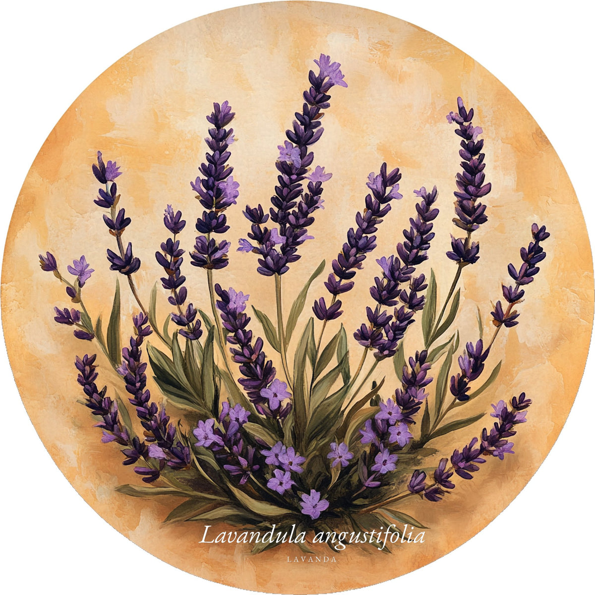 Lavanda 2 – Aromatiche e Verdure, tondo