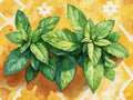 Menta 2 – Aromatiche e Verdure, rettangolare 4:3