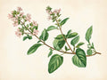 Origano – Aromatiche e Verdure, rettangolare 4:3