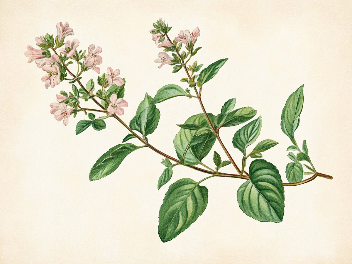 Origano – Aromatiche e Verdure, rettangolare 4:3