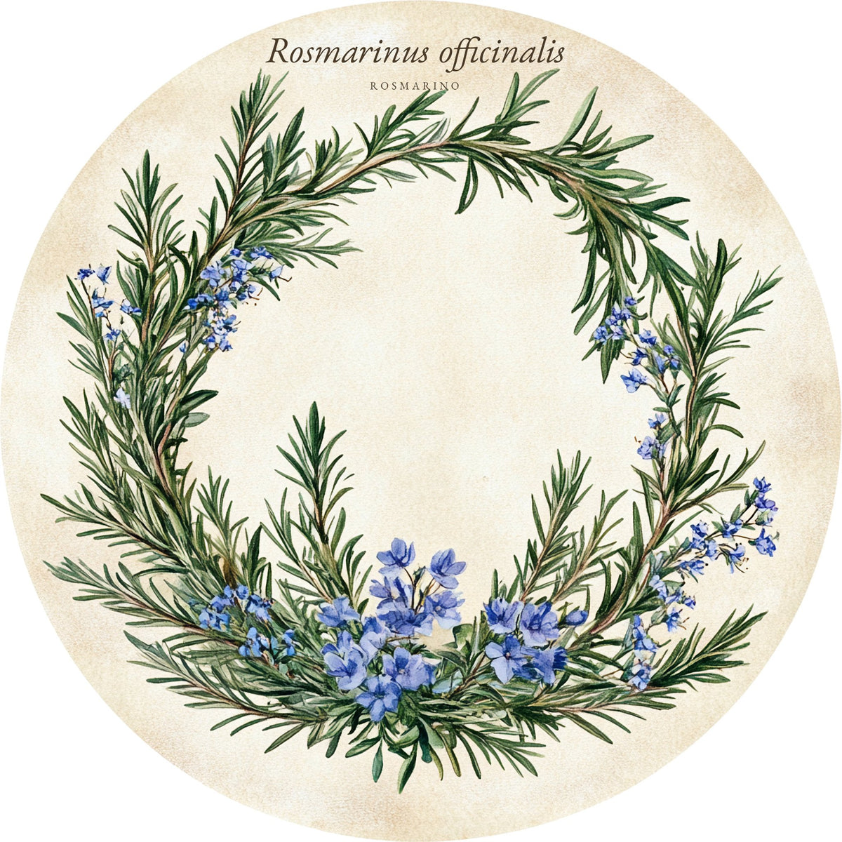 Rosmarino – Aromatiche e Verdure, tondo