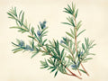 Rosmarino – Aromatiche e Verdure, rettangolare 4:3
