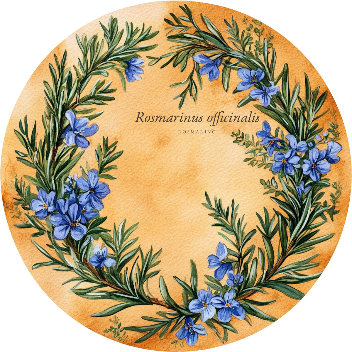 Rosmarino 2 – Aromatiche e Verdure, tondo