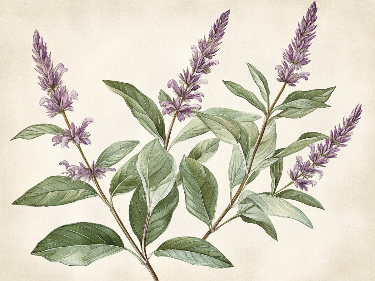 Salvia – Aromatiche e Verdure, rettangolare 4:3