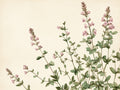 Thyme – Herbs & Vegetables collection, rectangular 4:3 design by SubliLux