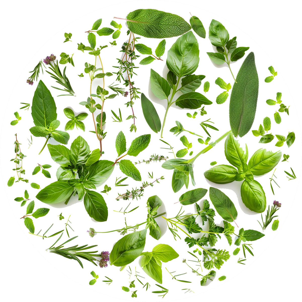 Tondo erbe – Aromatiche e Verdure, tondo