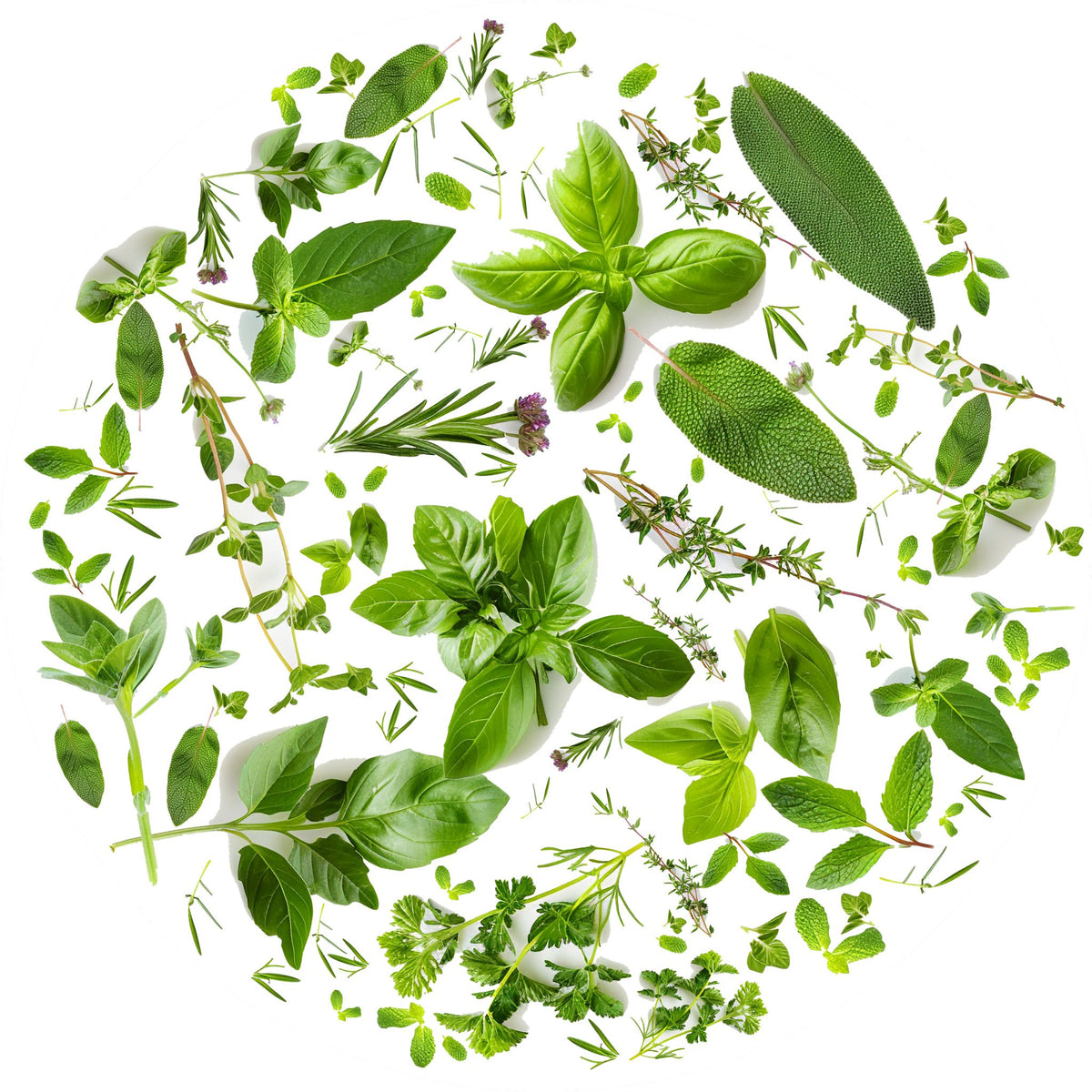 Tondo erbe 3 – Aromatiche e Verdure, tondo