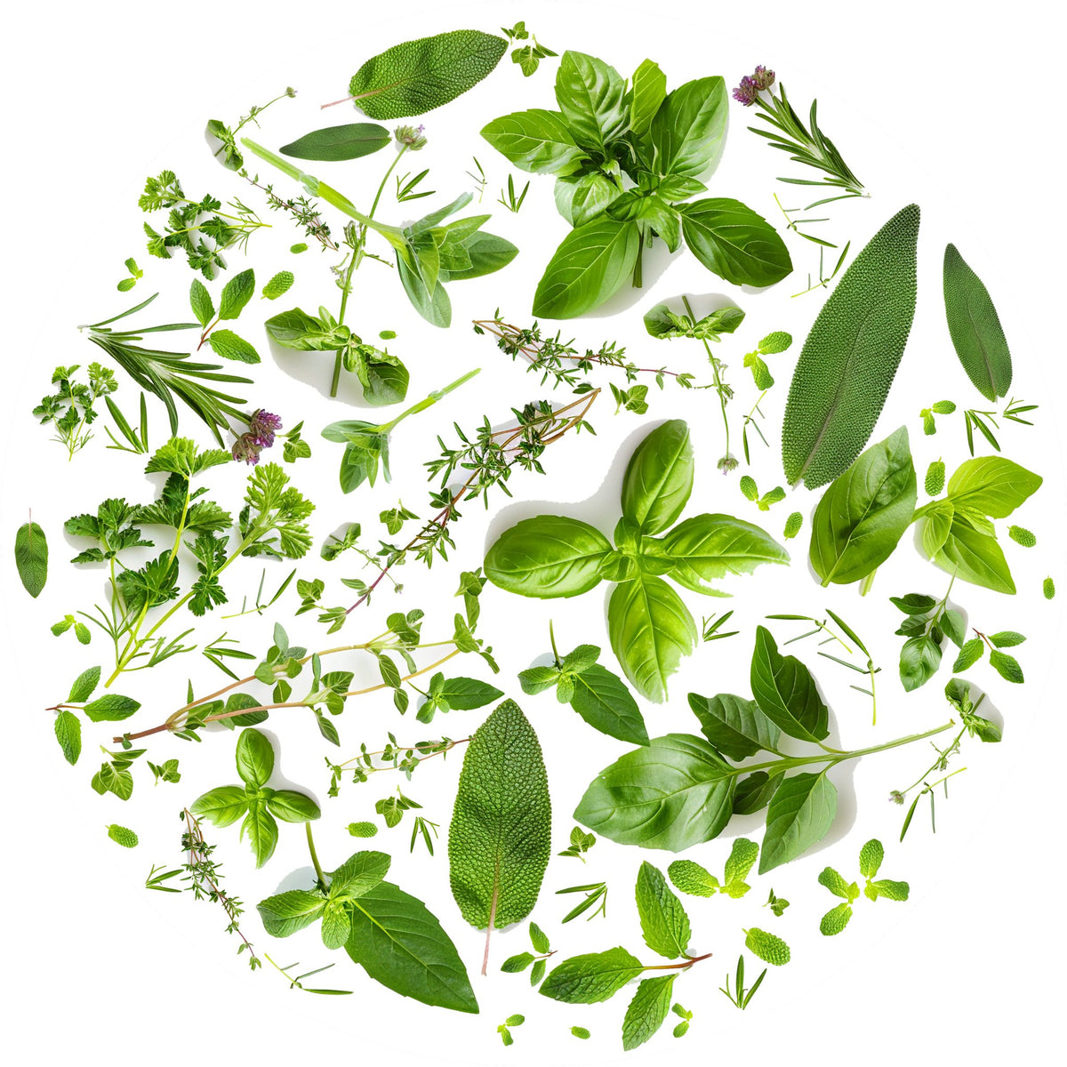 Tondo erbe 4 – Aromatiche e Verdure, tondo