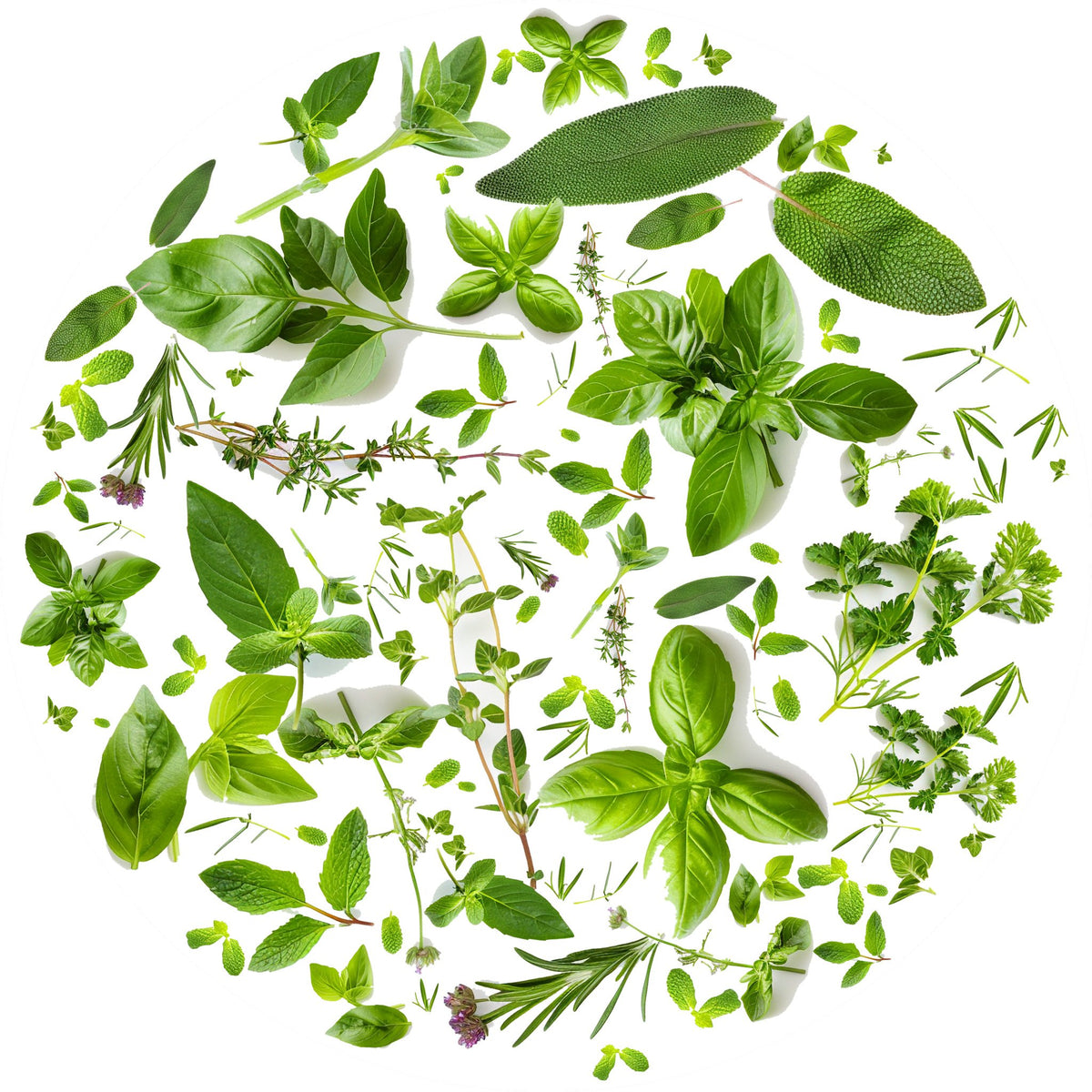 Tondo erbe 5 – Aromatiche e Verdure, tondo