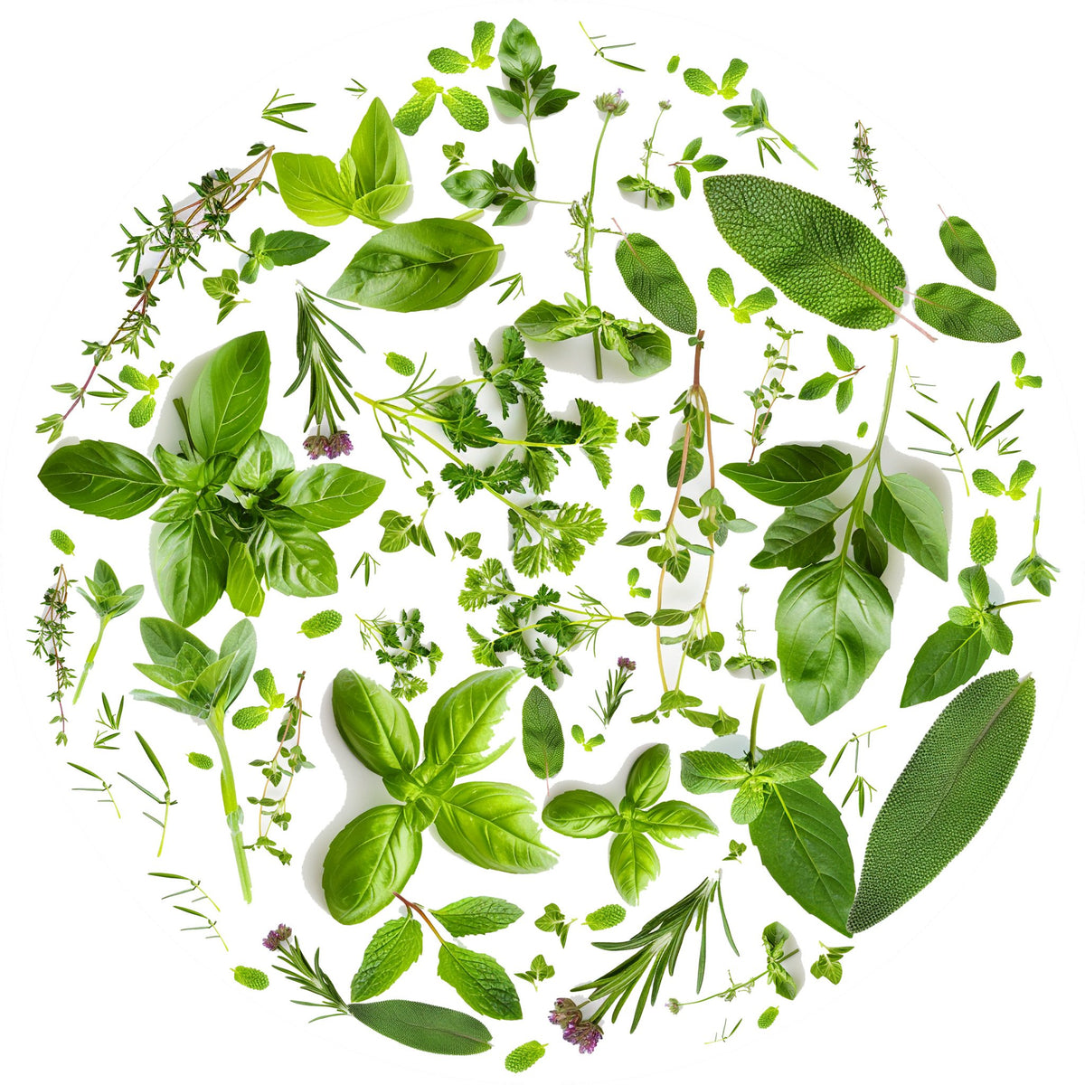 Tondo erbe 6 – Aromatiche e Verdure, tondo