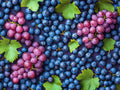 Grapes (Fresh Fruit) – Fruit collection, rectangular 4:3 design by SubliLux